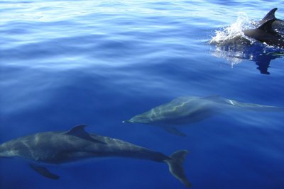 Golfinhos comuns (Atlntico Norte ao largo do Faial)