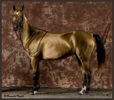 Built  for endurance and speed- The Akhal Teke