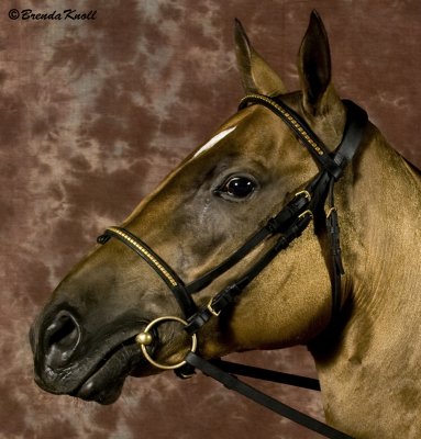 Golden Buckskin mare Rosanna