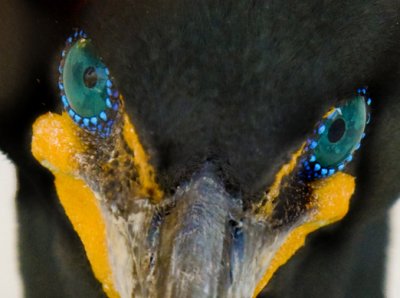 Eyes of the Double-crested Cormorant