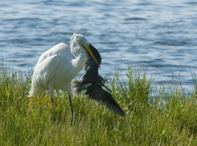 We were shooting at Fort DeSoto in Florida and had our backs to the shore. Our two Audubon friends started yelling about the bird way behind us.  They said they had never seen an Egret do this before. Whipped around and caught it on the third shot.