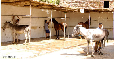 Animal Care in Egypt  -wash stands