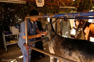 Injections of antibiotics and vaccinations.