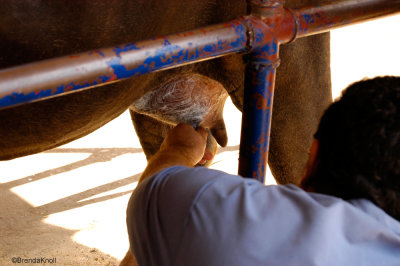 Mastitis - inflammation of the mammary gland.