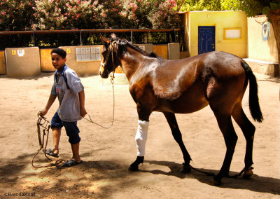 Young person has learned proper care and has a happier, healthier horse!