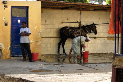 Better care, better relationship for horse & owner