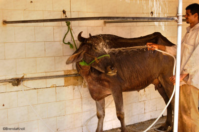 Getting a refreshing bath!