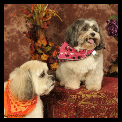 Speed & Trixie