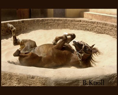 Rolling-Stallion 2751