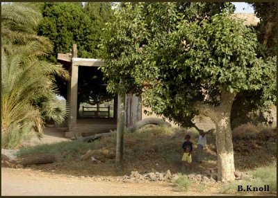 Under the Shade Tree 0815