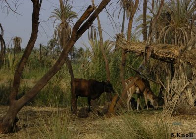 Egyptian Calves 0825