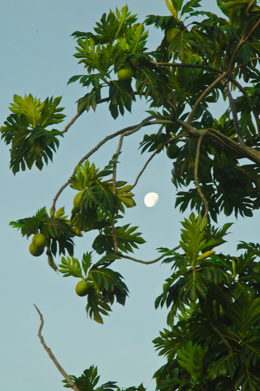 DSC_0764-2. Breshe (Breadfruit)