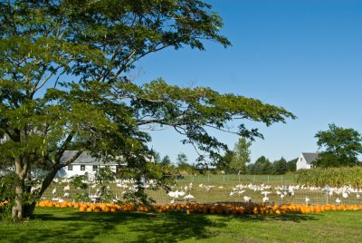 _DSC0107.jpg - Turkey Hill, Franklin, CT
