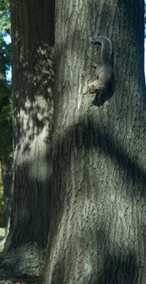 _DSC001.'Squirreling' Away - Longmeadow, MA