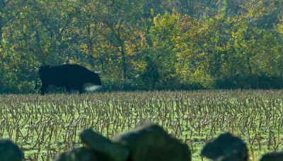 _DSC0011.jpg - 'Bull' - North Stonington, CT