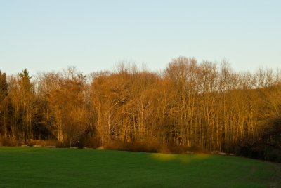 _DSC0083.jpg - Evening Light 1