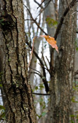 _DSC0036.jpg 'Taps'