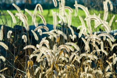 _DSC0005.jpg - 'Morning Glory'