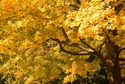 _DSC0013.jpg - Fall Glory - Longmeadow, MA