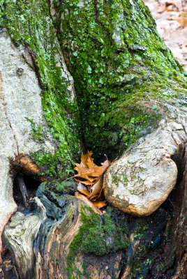 _DSC0054.jpg - The Cradle
