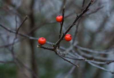 _DSC0056.jpg - 'Tri-Berry'
