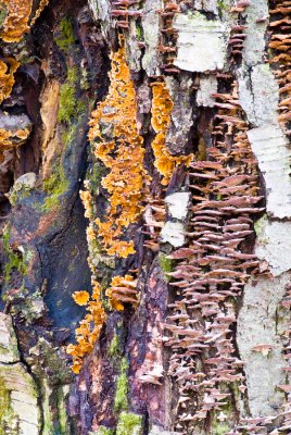 _DSC0045.jpg - Palette 3