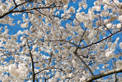 _DSC0028. Cherry Blossoms 2