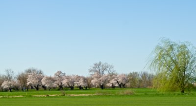 _DSC0035. Cherry Blossoms 4