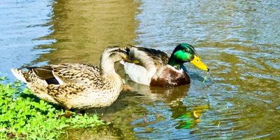 _DSC0038. 'Ducks On The Pond'