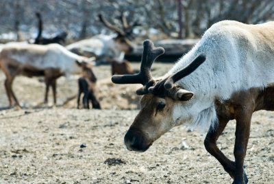 _DSC0083. Rudolph