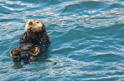 _DSC0471. Sea Otter I