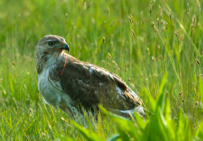 _DSC0121. ...Will Not ...