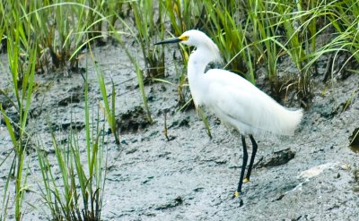 _DSC0019. Snowy Egret