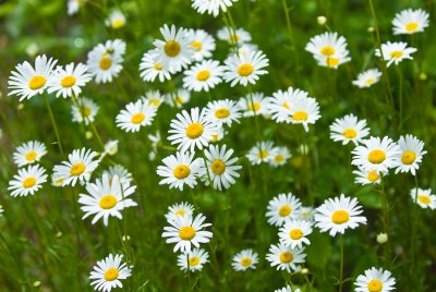 _DSC0038. Daisies