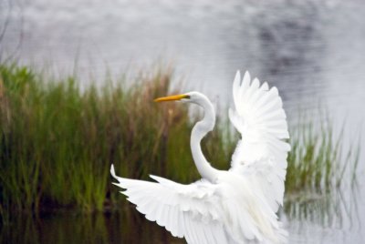 _DSC0018- Great Egret II