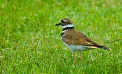 _DSC0034. Plover Killdeer - 'psst .. this way..'