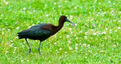 _DSC0051. Glossy Ibis