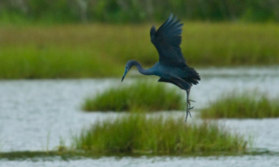 _DSC0057. Sticking The Landing