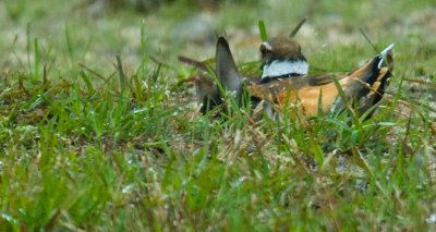 _DSC0060. Killdeer - Fabulous Fake!