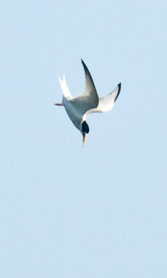 _DSC0049 Common Tern