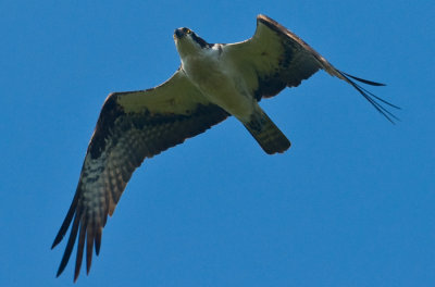 _DSC0083. Osprey II