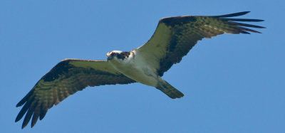 _DSC0091. Osprey III