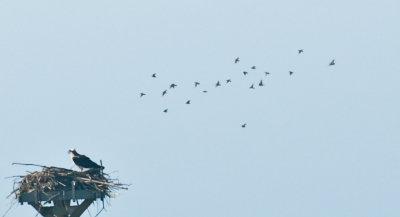 _DSC0095. Osprey On The Nest