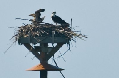 _DSC0119. Fledgling