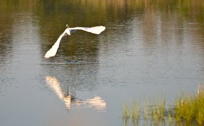 _DSC0032. Great Egret VI