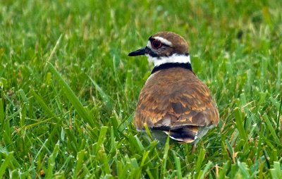 _DSC0033- Killdeer - ...'hey! over here...'