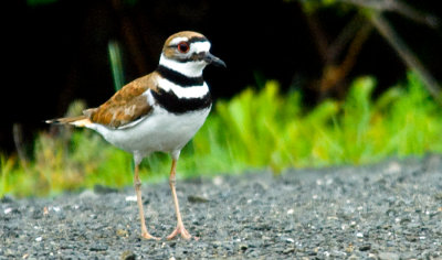 _DSC0065- Killdeer - 'Look At Me'