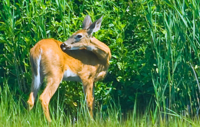 _DSC0151- Doe