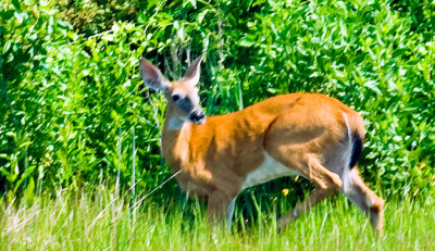 _DSC0154- Doe