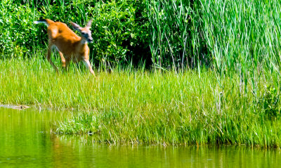 _DSC0156- Doe